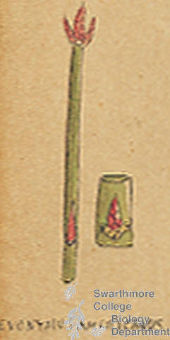 Botanical drawing of genus Euonymus and species americanus