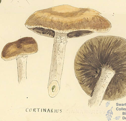 Botanical drawing of genus Cortinarius and species cinnamomeus