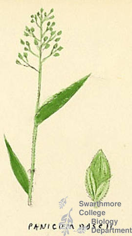 Botanical drawing of genus Panicum and species boscii