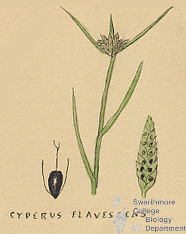 Botanical drawing of genus Cyperus and species flavescens