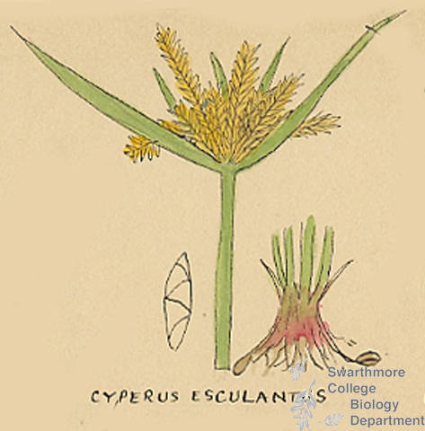 Botanical drawing of genus Cyperus and species esculentus