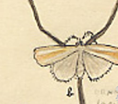 Botanical drawing of genus Crambus and species laqeatellus