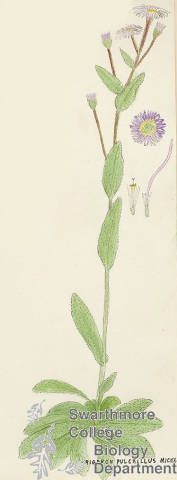 Botanical drawing of genus Erigeron and species pulchellus