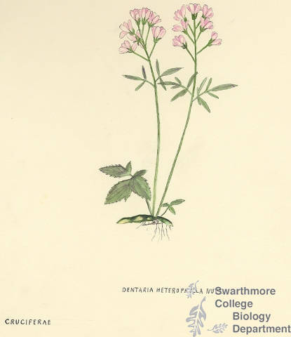 Botanical drawing of genus Dentaria and species heterophylla