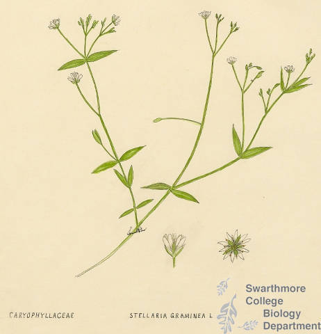 Botanical drawing of genus Stellaria and species graminea