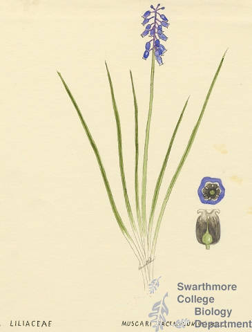 Botanical drawing of genus Muscari and species racemosum