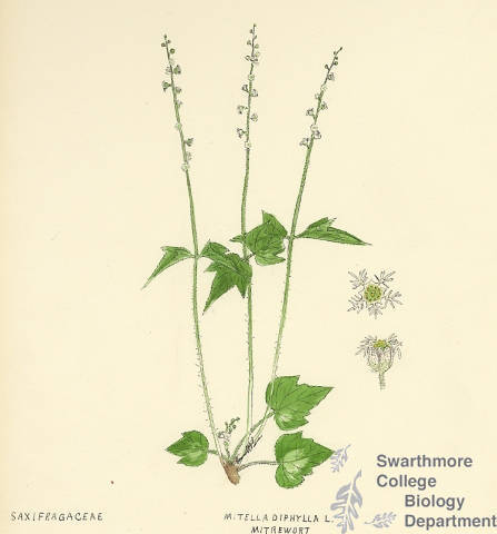 Botanical drawing of genus Mitella and species diphylla
