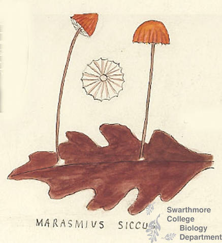 Botanical drawing of genus Marasmius and species siccus