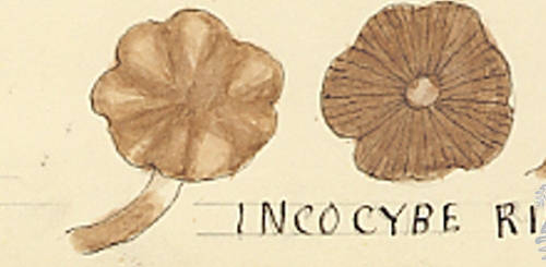 Botanical drawing of genus Incocybe and species rimosa