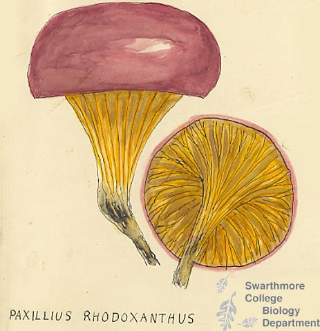 Botanical drawing of genus Paxillus and species rhodoxanthus