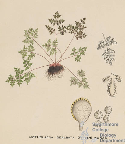 Botanical drawing of genus Notholaena and species dealbata