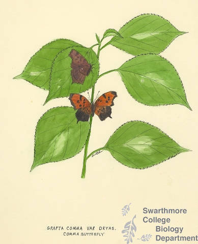 Botanical drawing of genus Grapta and species comma