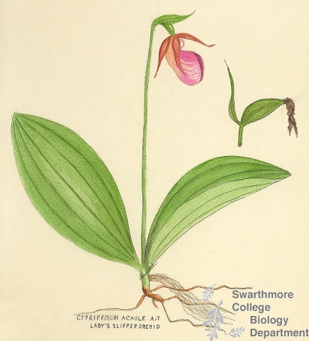 Botanical drawing of genus Cypripedium and species acaule