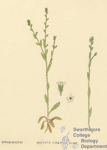 Botanical drawing of genus Myosotis and species virginica