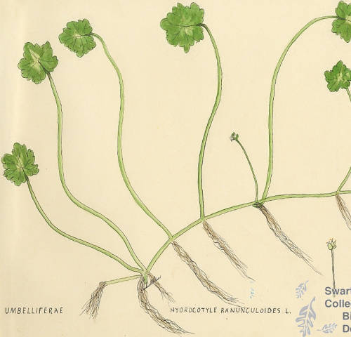 Botanical drawing of genus Hydrocotyle and species ranunculoides