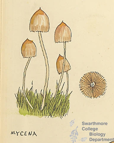 Botanical drawing of genus Mycena and species sp