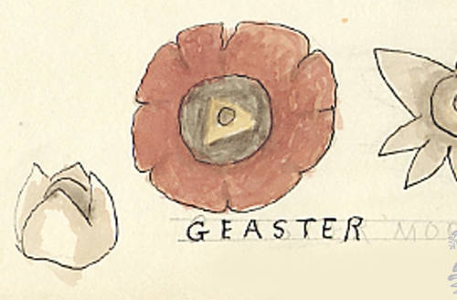 Botanical drawing of genus Geaster and species margani