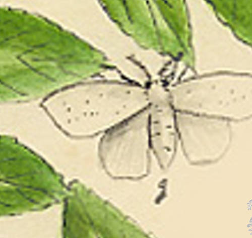 Botanical drawing of genus Esticmene and species congrua