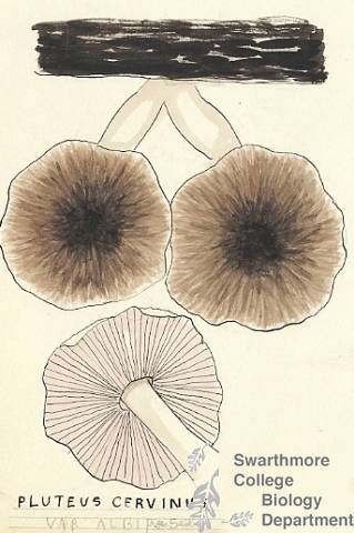 Botanical drawing of genus Pluteus and species cervinus