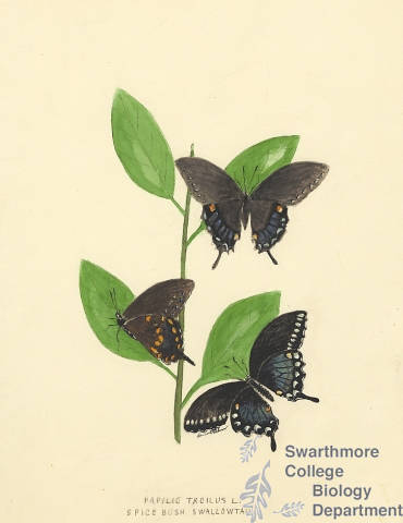 Botanical drawing of genus Papilio and species troilus