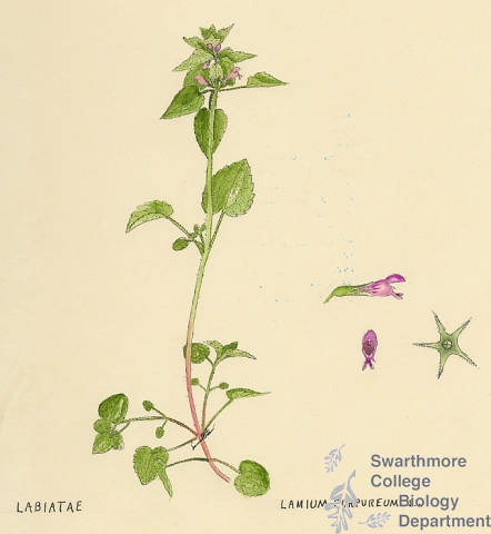 Botanical drawing of genus Lamium and species purpureum
