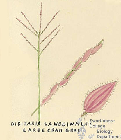 Botanical drawing of genus Digitaria and species sanguinalis