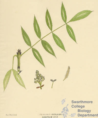 Botanical drawing of genus Fraxinus and species excelsior