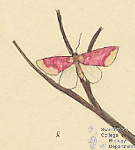 Botanical drawing of genus Rhodophora and species florida