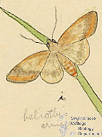 Botanical drawing of genus Heliothis and species armiger