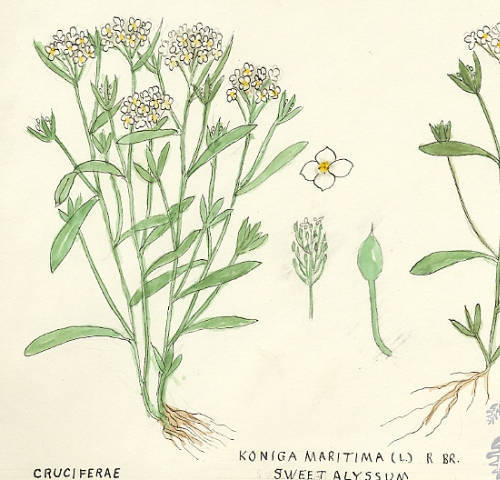 Botanical drawing of genus Koniga and species maritima