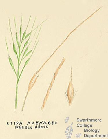 Botanical drawing of genus Stipa and species avenaceae