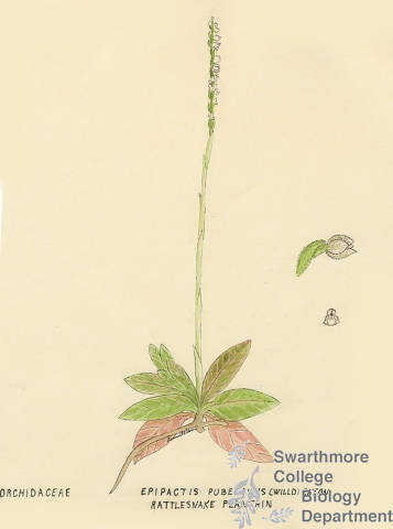 Botanical drawing of genus Epipactis and species pubescens