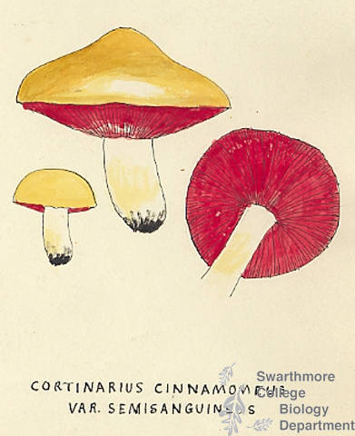 Botanical drawing of genus Cortinarius and species cinnamomeus