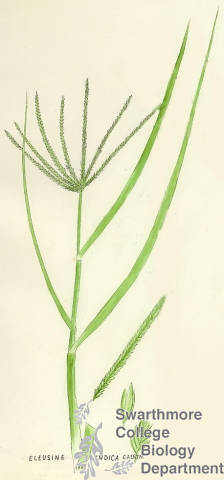 Botanical drawing of genus Eleusine and species indica