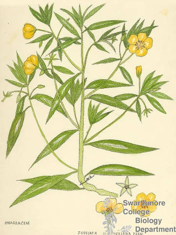 Botanical drawing of genus Jussiaea and species michauxiana