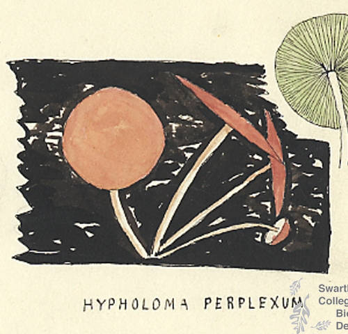 Botanical drawing of genus Hypholoma and species perplexum