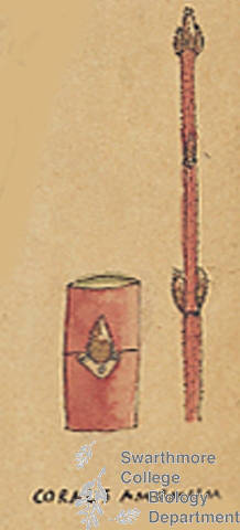 Botanical drawing of genus Cornus and species amomum