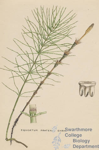 Botanical drawing of genus Equisetum and species pratense