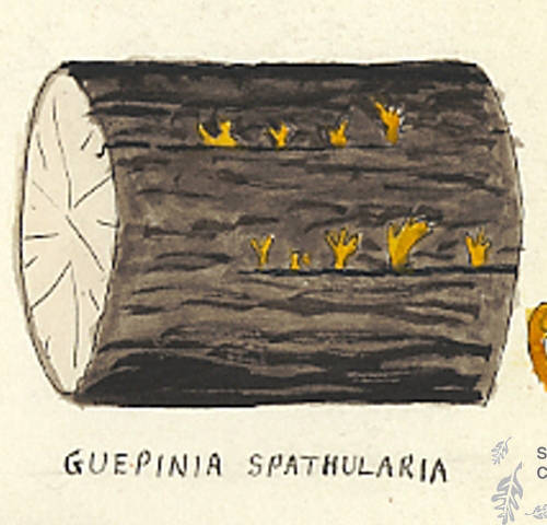Botanical drawing of genus Guepinia and species spathularia
