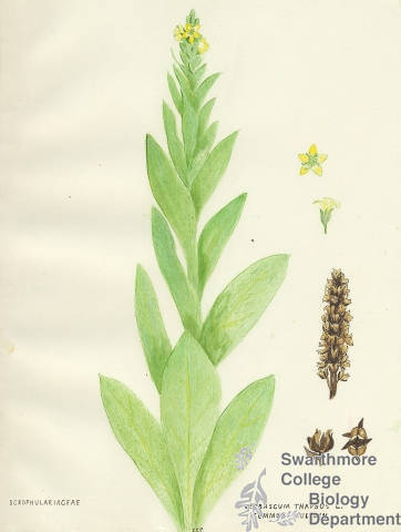 Botanical drawing of genus Verbascum and species thapsus