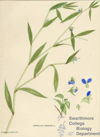 Botanical drawing of genus Commelina and species communis