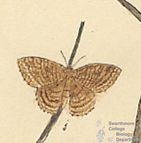 Botanical drawing of genus Hydria and species undulata