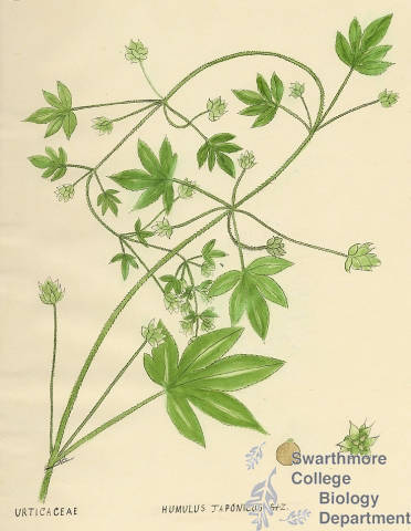 Botanical drawing of genus Humulus and species japonicus