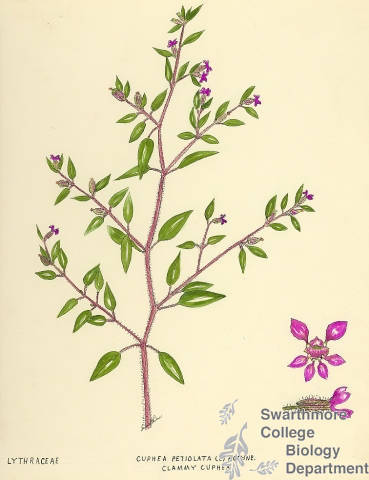 Botanical drawing of genus Cuphea and species petiolata