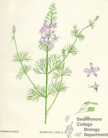 Botanical drawing of genus Delphinium and species ajacis