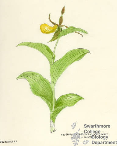 Botanical drawing of genus Cypripedium and species pubescens
