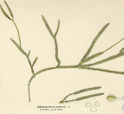 Botanical drawing of genus Lycopodium and species clavatum