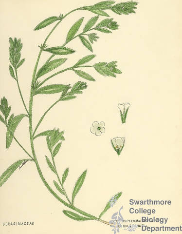 Botanical drawing of genus Lithospermum and species arvense
