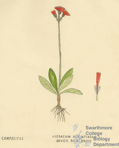 Botanical drawing of genus Hieracium and species aurantiacum