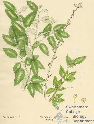 Botanical drawing of genus Elaeagnus and species argentea